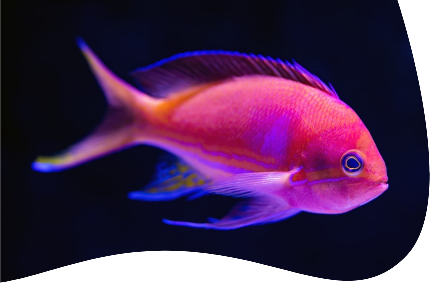 translucent fish